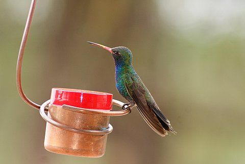 Hummingbirds from backyards and beyond